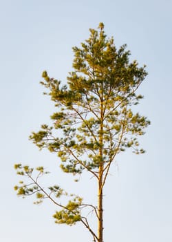 Beautiful pine tree