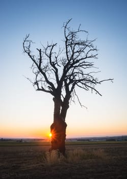 Bare tree at sunrise near lake Neusiedlersee in Burgenland