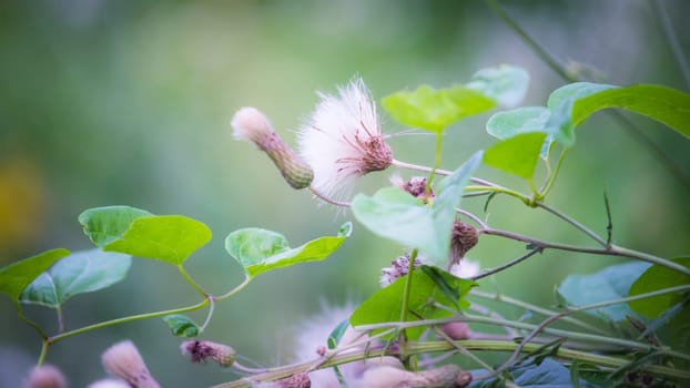 Soft focus wild flower blooming
