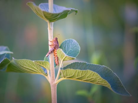 Brown Grasshopper, Bombay Locust on green leaf