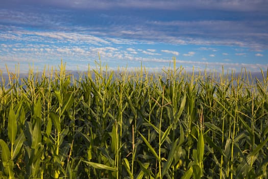 cornfield and blue cloudy sky organic corn harvesting agriculture background