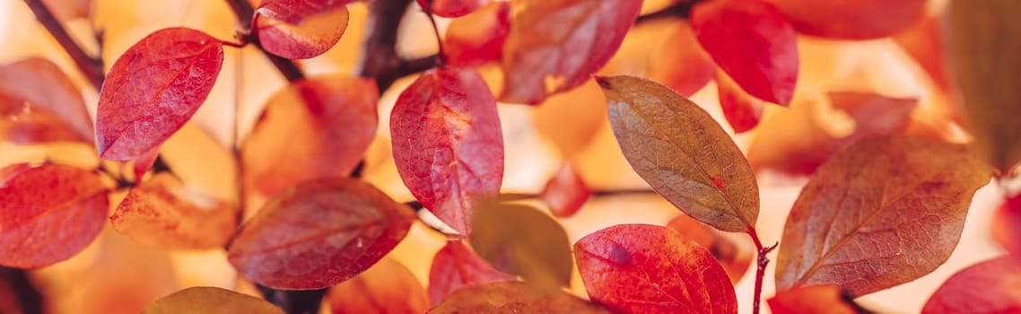 Colourful leaves on the branches in autumnal natural park. Panoramic background.