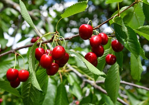 Red cherries ready for picking