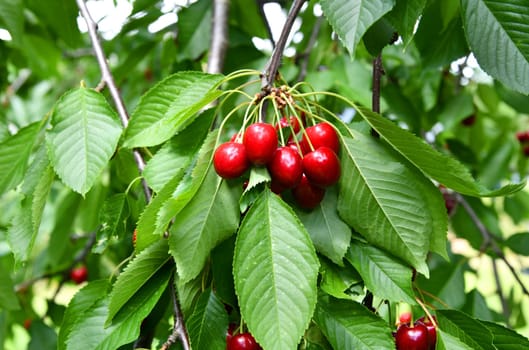 Red cherries ready for picking