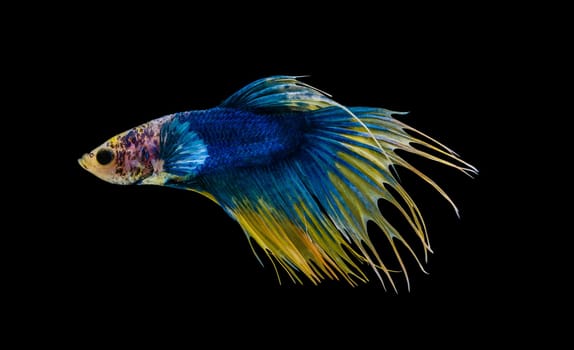 Siamese fighting fish or Betta splendens fish, popular aquarium fish in Thailand. Yellow and blue crowntail betta fighting fish motion isolated on black background