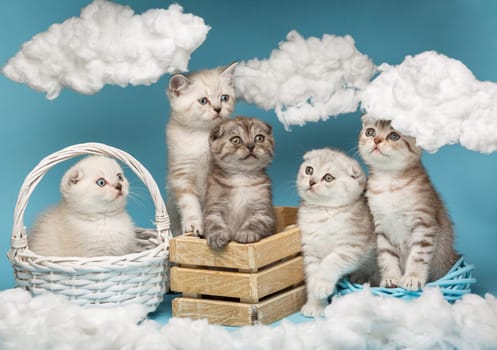 Cuteness overload. Various cute little Scottish kittens sit in a wooden box and wicker basket and look with interest at the clouds around them. Sky background with many white fluffy clouds.