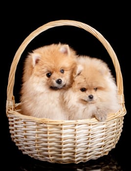 Adorable Pomeranian Spitz puppies sit in a wicker basket and pose well for the photographer. Studio shooting of pets with dark background.