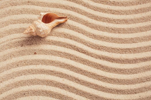 Yellow sand beach. Tropical seaside concept. Beautiful seashell on beach. Exotic island vacation. Banner template with place for text. Top view.