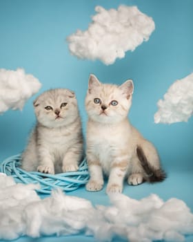 Cuteness overload. Little newborn fluffy adorable scottish kittens sitting together in a wicker basket among white clouds on a blue background. Little cute amusing beautiful curious kitties.