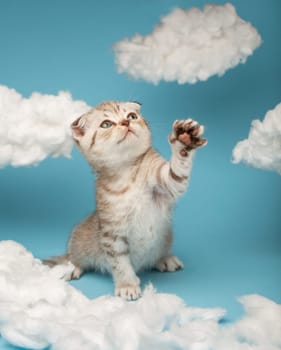 Playful striped Scottish cream-colored kitten sits with its paw raised and looks up. Kitten is trying to catch a toy. Cat is playing on a blue background between white clouds made of cotton wool.