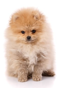 Cute little pomeranian spitz puppy sitting on a white background. Studio portrait of fluffy puppy.