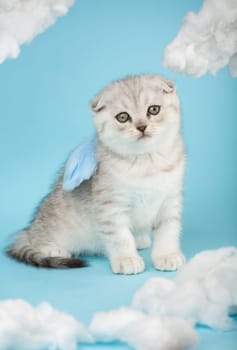 Portrait of a Scottish kitten with a funny facial expression wearing blue angel wings on his back. Cat with yellow eyes sits on a blue background between the clouds and looks at the camera.