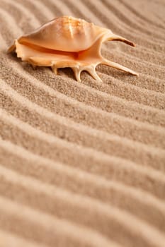 Beautiful seashell lies on the lines made of sand. With place for design, text place. Selective focus.