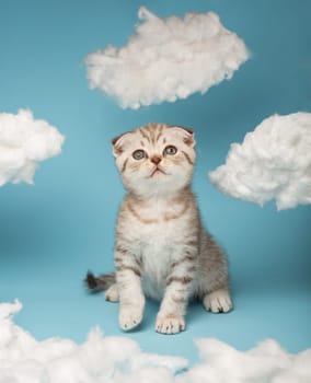 Cheerful playful striped Scottish kitten looks with interest at the thing he is going to catch with his paws. Cat is playing on a blue background between white clouds made of cotton wool.