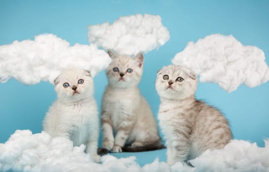 Three short-haired milk-colored Scottish kittens do not understand what is happening and look at something with interest. Blue sky background with cotton clouds around. Selective focus.