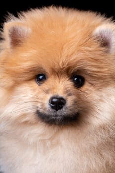 Closeup of fluffy little Pomeranian Spitz posing funny and looking into the camera. Studio shooting on a dark background.