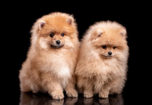 Two light brown Pomeranian Spitz on a black background in the studio. Dog portrait.