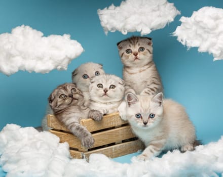 Scottish kittens of different colors funny and awkwardly sitting in a wooden box against a blue background. Cats barely fit in the box and look at the white cotton clouds with great interest.