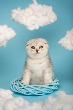Funny Scottish kitten sitting on its hind legs inside a wicker circle leaning on it with its front paws. Striped light gray kitten posing looking at the camera on a blue background with clouds.
