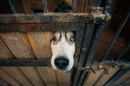 Dog look. Close up of the snout of a sad blue-eyed husky dog that looks through a hole in the door of an aviary. Sad dog locked in the cage. Homeless dog at the shelter with a sad look.