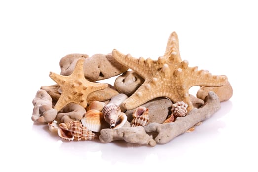 Some shells from the ocean isolated on white background. Natural materials.