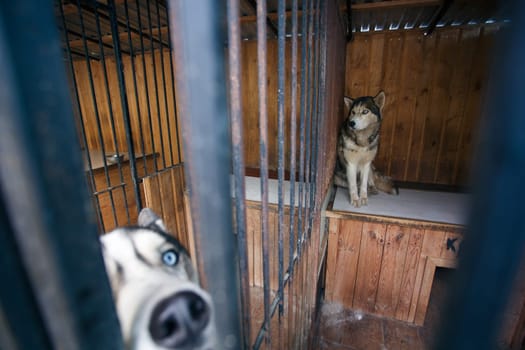 Dog look. Two husky dogs with blue eyes sit in an aviary and wait for the owner. Husky dogs in the cage behind bars.