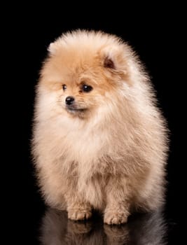 Cute little pomeranian spitz puppy sitting on a black background. Studio portrait of fluffy puppy.