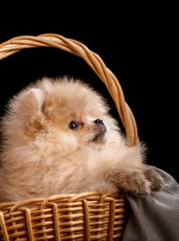 Pomeranian Spitz looks up sitting in a wicker basket. Studio shooting on a dark background. Close up.