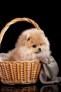 Cute fluffy Pomeranian puppy spitz sitting in a basket on a gray knit fabric. Dog posing for photographer on black background in studio.