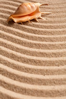 Sea shell on the sand. Summer beach background. Close up. Nature. Place for text. Selective focus.