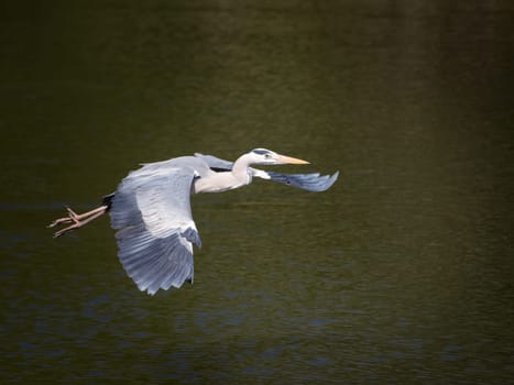 Great Blue Heron in flight