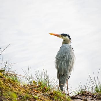 great blue heron