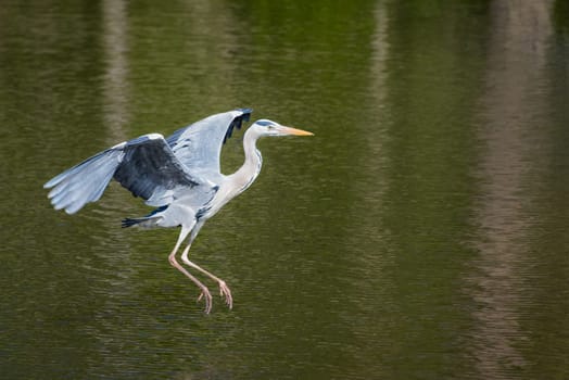 Great Blue Heron in flight