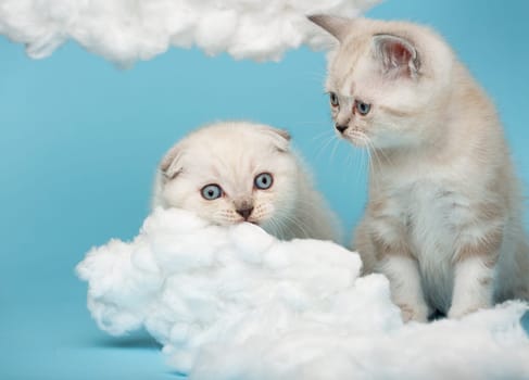 Close up of a small kitten watching as another kitten is about to gnaw a cotton cloud on a blue background. Cream-colored Scottish kittens with blue eyes have fun in the studio at a photo shoot.