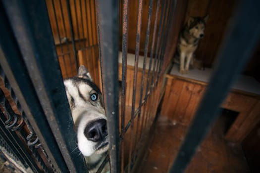 Close up of the muzzle of a blue-eyed husky dog sitting in an aviary. Two husky dogs sit in an aviary and wait for the owner. Concept of animals in captivity.