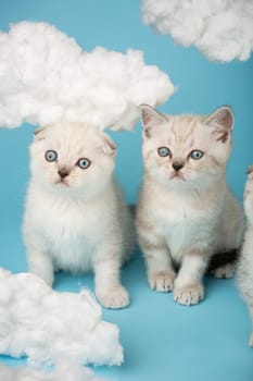 Two small Scots cats of cream and milk color with blue eyes on a blue background and look away at what distracts them. Kittens with different ear positions pose in the studio among the clouds.
