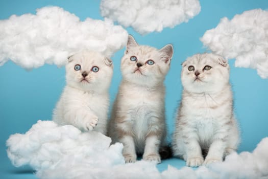 Scottish light gray striped kittens raised their heads and looked up against the sky with white fluffy clouds. Portrait of purebred cats. Photo collection.