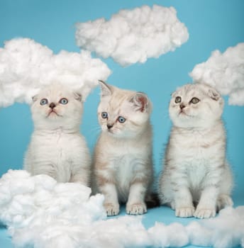 Portrait of three adorable cute striped kittens of the Scottish breed of beige cream color, sitting in a row among the cotton clouds in the studio on a blue background. Photo collection.