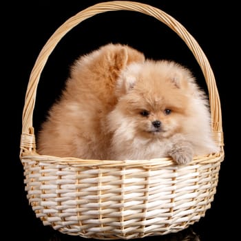 Two beautiful Pomeranian Spitz puppies sitting in a wicker basket on a black background in the studio. Pets.
