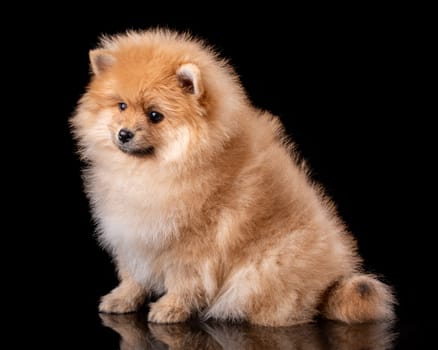 Lovely pomeranian puppy in studio on black background. Cute dog posing in front of the photographer's camera.