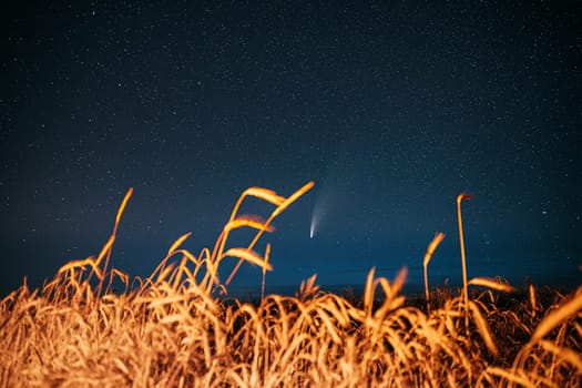 Belarus. 17 July 2020. Comet Neowise C/2020 F3 Shines Bright In The Night Starry Sky Above Young Wheat Field. Night Stars Above Summer Agricultural Field In July Month. Comet At A Distance Of 104 Million Kilometres.