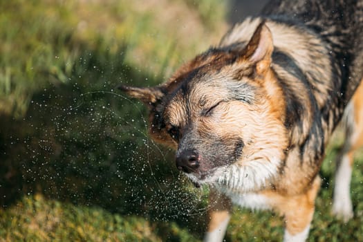 Dog Shakes Off Drops Of Water After Swimming In Sunny Summer Day.