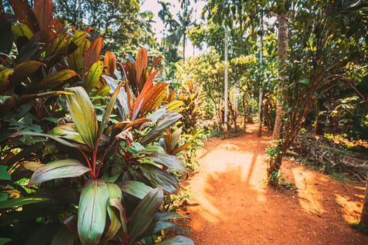 Goa, India. View Of Road Lane Path Way Surrounded By Tropical Green Vegetation, Trees And Bushes In Sunny Day.