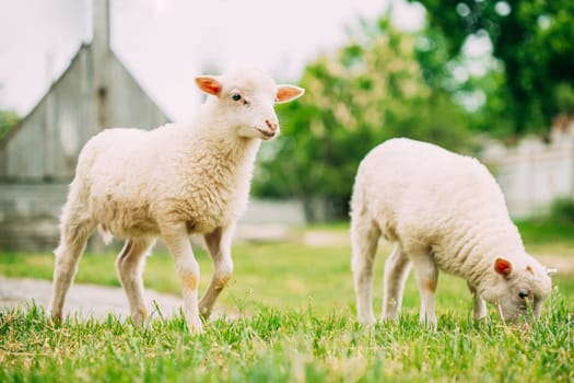 Two Domestic Small Sheeps Lambs Grazing Feeding In Pasture. Sheep Farming.