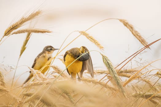 Western Yellow Wagtail. Motacilla Flava Is A Small Passerine In The Wagtail Family Motacillidae, Which Also Includes The Pipits And Longclaws. This Species Breeds In Much Of Temperate Europe And Asia. Belarus. Bird Cleans Its Feathers While Sitting On An Ear In A Field.