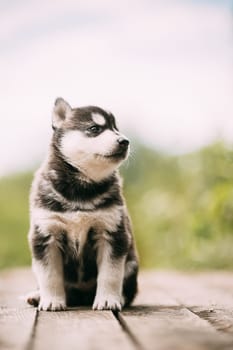 Four-week-old Husky Puppy Of White-gray-black Color Sitting On Wooden Ground And Looking Into Distance.