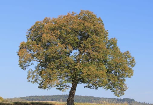 a standalone tree, with blue sky in the background.Ein allein stehender Baum, mit blauem Himmel im Hintergrund