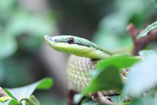 Philodryas baroni, common name Baron's green racer, is a species of mildly venomous snake in the family Colubridae. The species is endemic to South America.