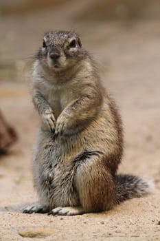 The Cape ground squirrel (Xerus inauris) is found in most of the drier parts of southern Africa from South Africa, through to Botswana, and into Namibia.