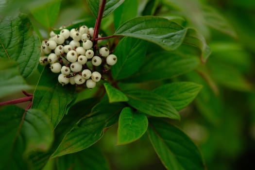 White berries of Cornus Alba Sibirica with selective blur.